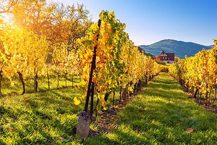 Circuit de la Route des Vins